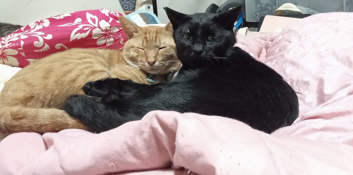 kyonnc19's tweet photo. #黒猫の日 https://t.co/vjPtC63kqd
