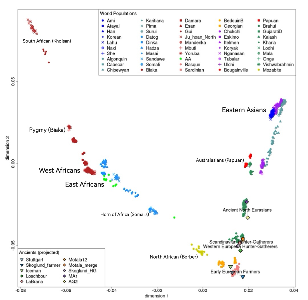 ValorSA's tweet photo. Here's an explanation for what you are seeing:

Global PCAs can give a misleading impression if you don’t know how to read them.

Africans are much more genetically spread out than this chart shows. The horizontal axis mainly runs from African to non-African because the Out-of-Africa migration is the biggest source of variation in the data. The vertical axis mainly separates East Asians from other non-Africans.

This framing compresses real African diversity. Nigerians and Khoe-San are more genetically distant than Chinese and English, but the chart doesn’t reflect that. It is pulled by the largest groups in the data instead of showing diversity evenly.

Another factor is the absence of key branches of the human family tree which can only be found in Africa.

A PCA that included all the major branches of the human family tree and balanced the sample sizes would give a clearer picture of genetic distances and deep structure, and it would look very different from this chart.

In fact, the PCA you posted comes from a research paper that highlights this exact bias problem. Its title is “Principal Component Analyses (PCA)-based findings in population genetic studies are highly biased and must be reevaluated.”

Here's one PCA that looks very different once you include some South Africans who come from different branches of the human family tree. It's not even balanced. If it were, the spread between Africans would be even greater: