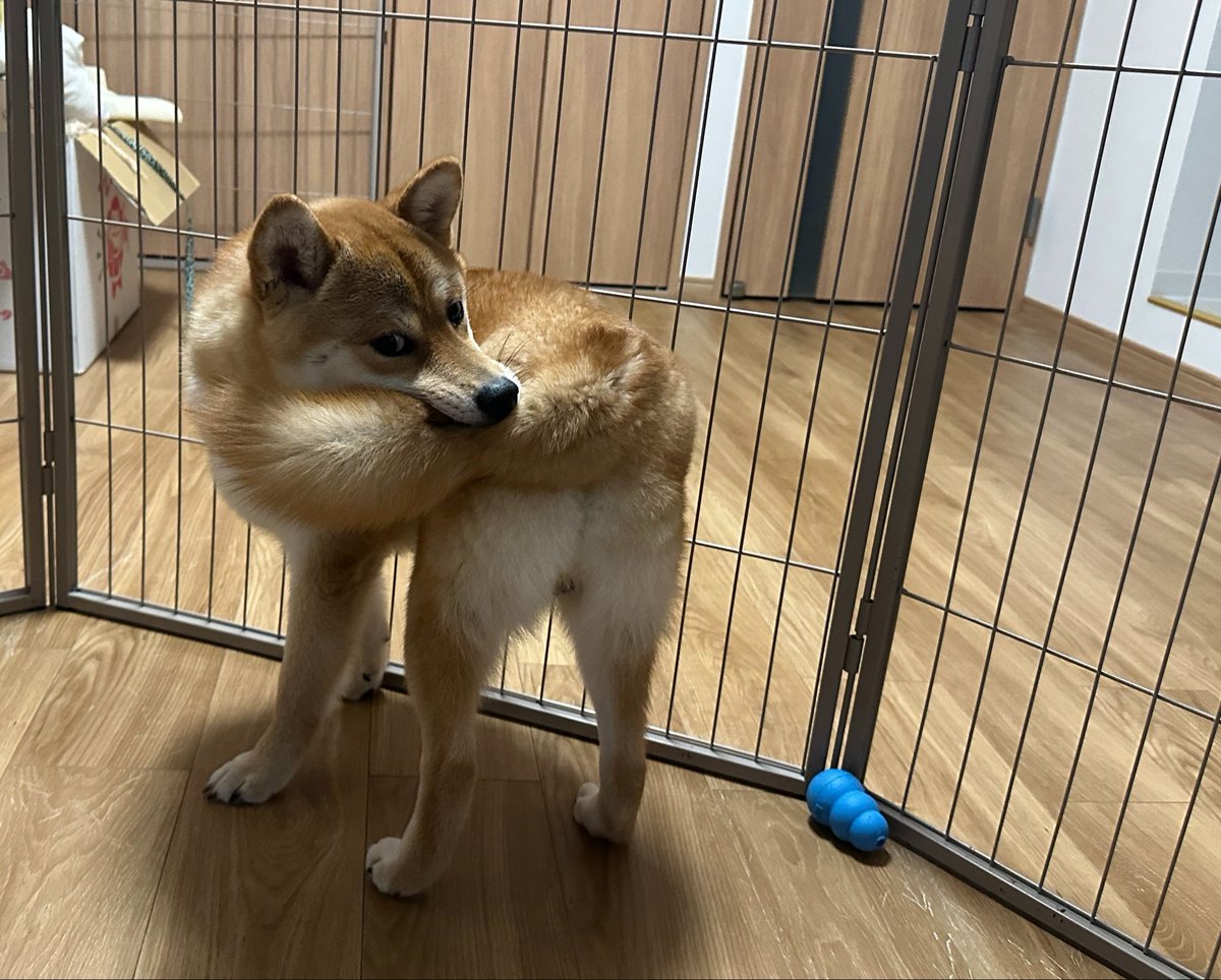 teddywolf's tweet photo. ときどきしっぽとかいう違う生き物が寄生してることに気がついてしまう犬 https://t.co/LaO5fO6y3z