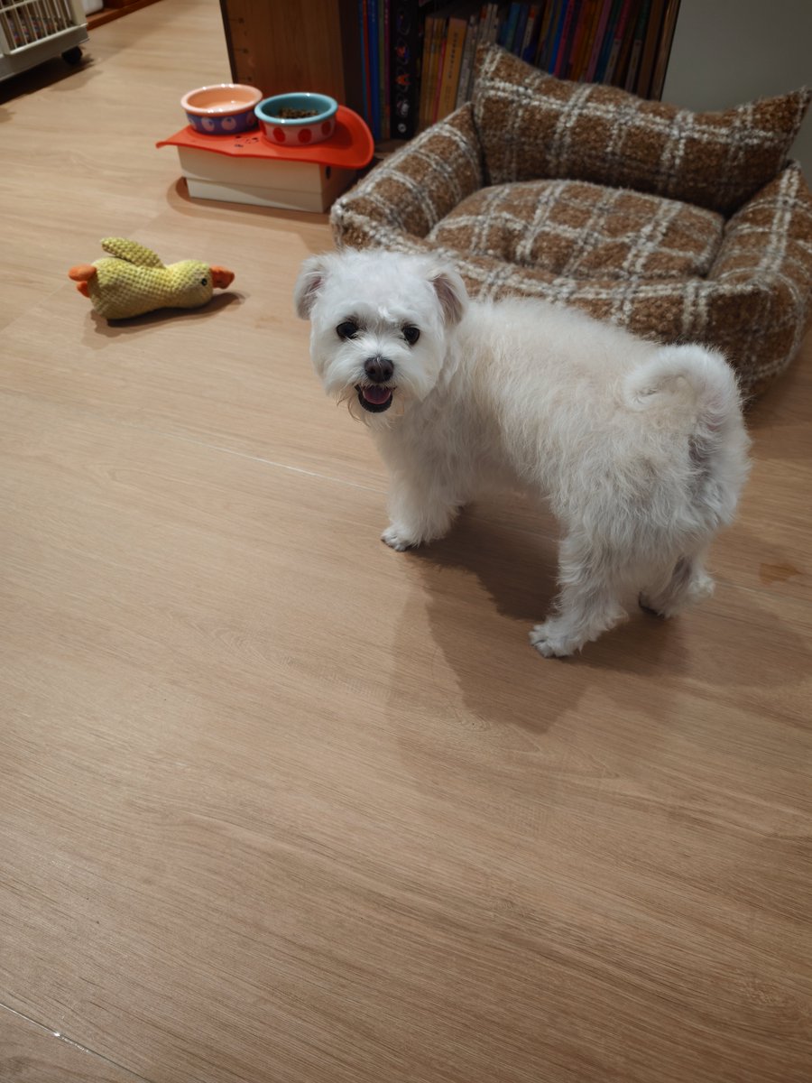 SlowPace41739's tweet photo. @ammisucks @vjnvg3 我只有狗🐶 https://t.co/8izqVpODXD