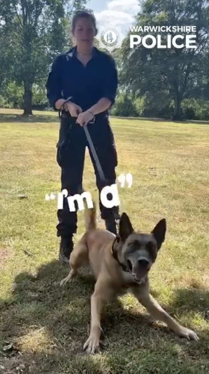 PoliceMutual's tweet photo. Meet the hero pups at Warwickshire Police – where would we be without them? https://t.co/9ddJmupc4r https://t.co/fjhSlG0wuj