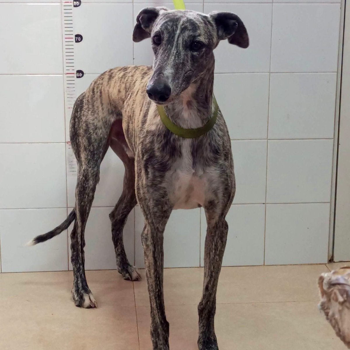 plataforma_NAC's tweet photo. ⚠️ MAXIMA DIFUSION⚠️

🚨 @fundacionbm ESTA NOCHE NOS HAN ROBADO A 13 DE NUESTROS PERROS

💔 Algunos están enfermos, varios tienen leishmania y todos están castrados. Son perros que necesitan cuidados veterinarios

📩 alberto@fundacionbm.com 📩 cristinaortiz@fundacionbm.com https://t.co/ct7B9GQGpf