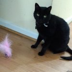 Photo by 🌈 Lt. Belle, Cols. Eclipse & Amber, 🌈Nina (@2HousePanthers)