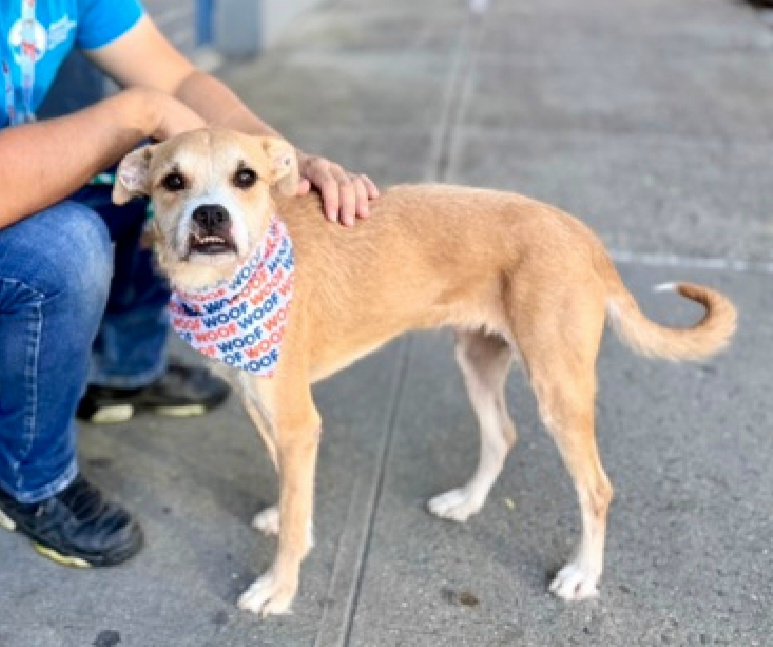 MorgFairsdogs's tweet photo. Great News!
Superstar has been reserved by a New Hope Partner 🎉 🥳 

Please wait for freedom pics and info from @TAPNYACC to honor your pledges https://t.co/D9ysw5IIJ0
