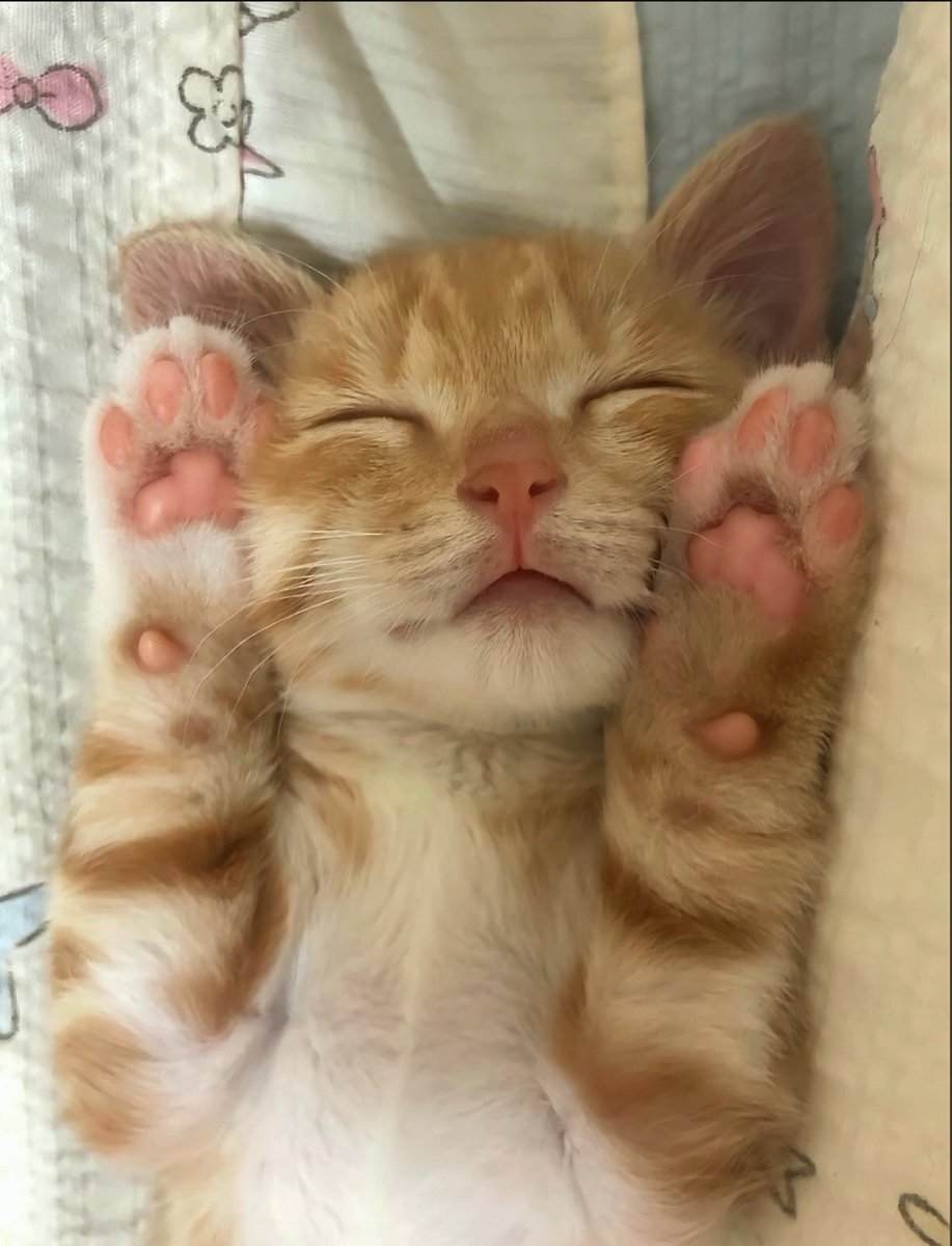 catsworldaura's tweet photo. https://t.co/TpqJZ69kRy