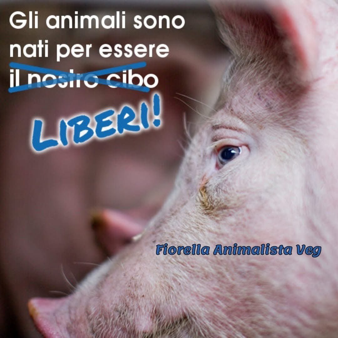 FiorellaArcodi1's tweet photo. https://t.co/kvBkRBGE2p