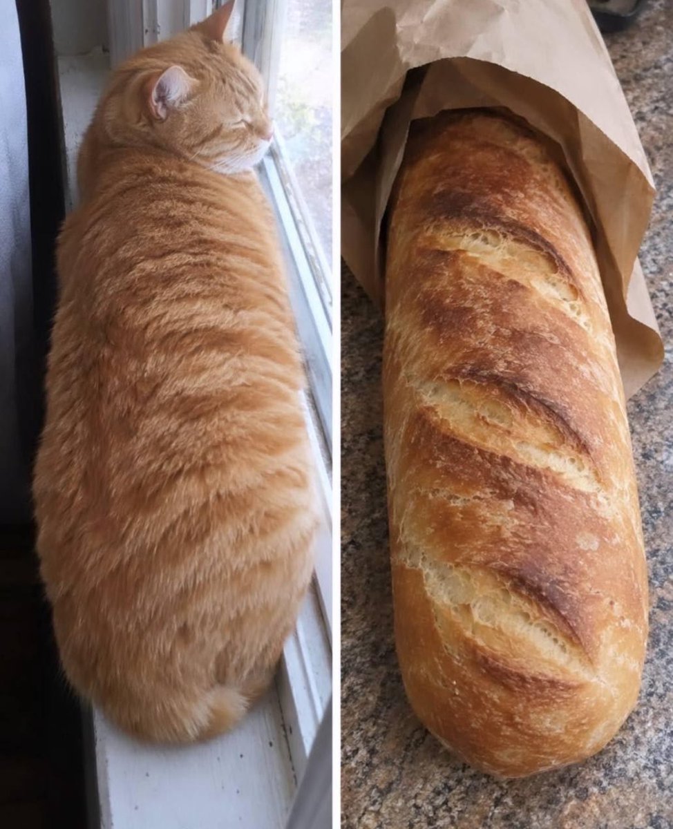 gatinarios's tweet photo. você não pode me mostrar duas fotos enguais e esperar que eu encontre a diferença https://t.co/ZEmmdbvhQv