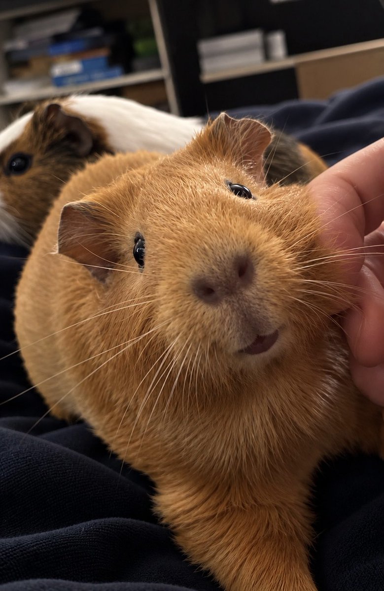 AOPIGcoin's tweet photo. They’re just living their lives while we’re out here building $AOPIG around them 😂🐹

Join our TG: https://t.co/LbNVjz6QHN https://t.co/FoUiTTPpDY