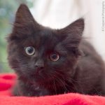 Photo by Cat Chat (@catchatcharity)