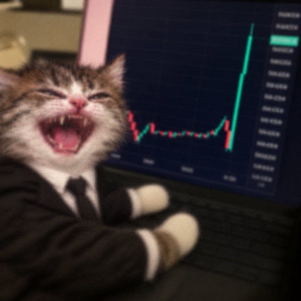 pumpcatpump tweet picture