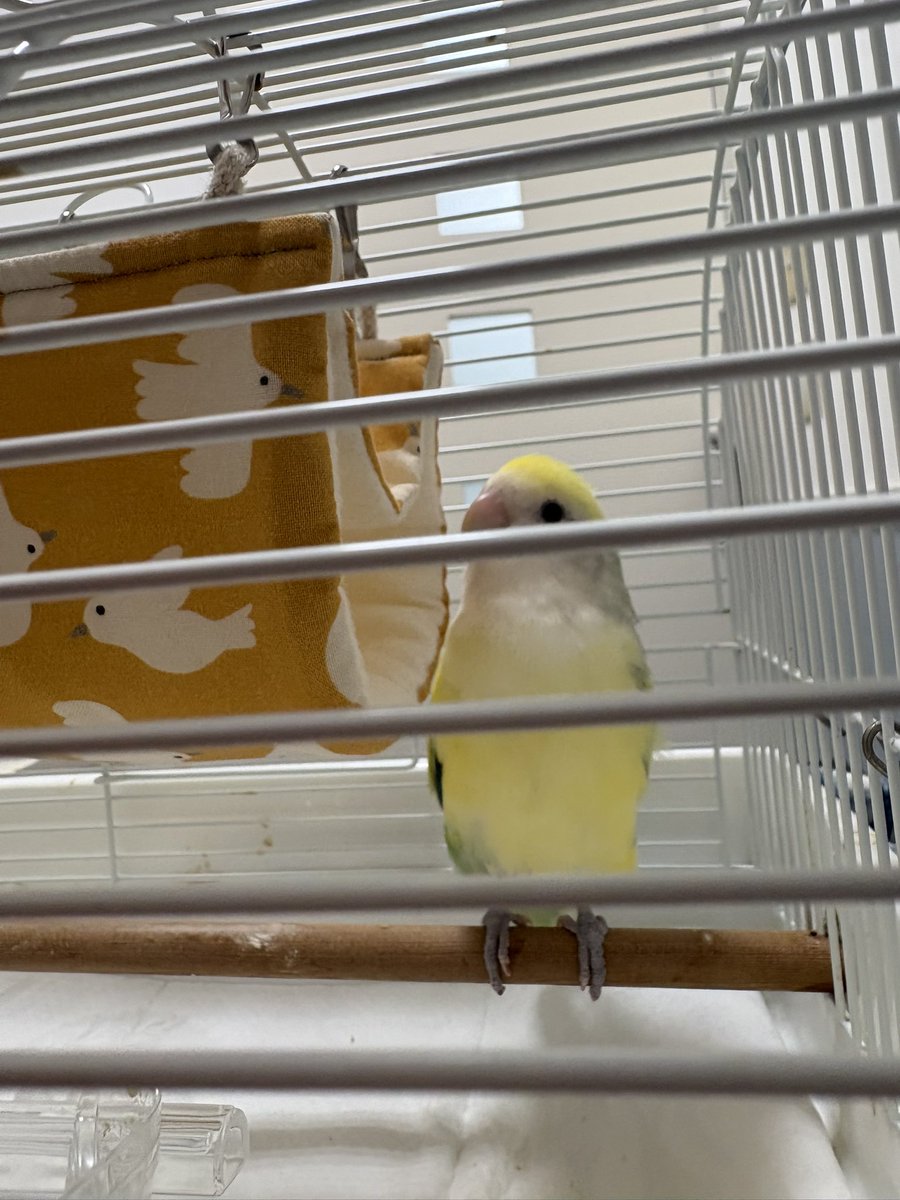 wee56's tweet photo. おかあさんのすきなうたをききながら、けんこうしんだんにいってきたよ🏥🐤 https://t.co/KfkY92Z7Ab
