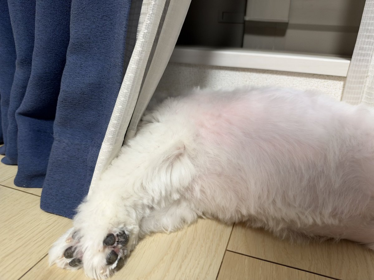 chrome13667's tweet photo. #まおーこく
まおーさま、今日のきまぐれわんこです。

拗ねているのか、たまにカーテンに顔を入れて寝ています…。 https://t.co/igLIkcQU0P