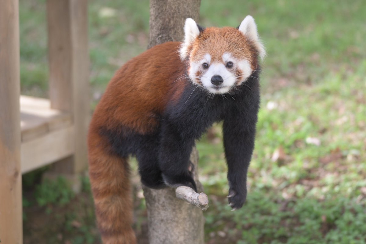 puipui_maa's tweet photo. 子育てお疲れ様です🍵

2026.10.23

#鯖江市西山動物園
#レッサーパンダ
#かのこ https://t.co/Fw8uO0kYYv