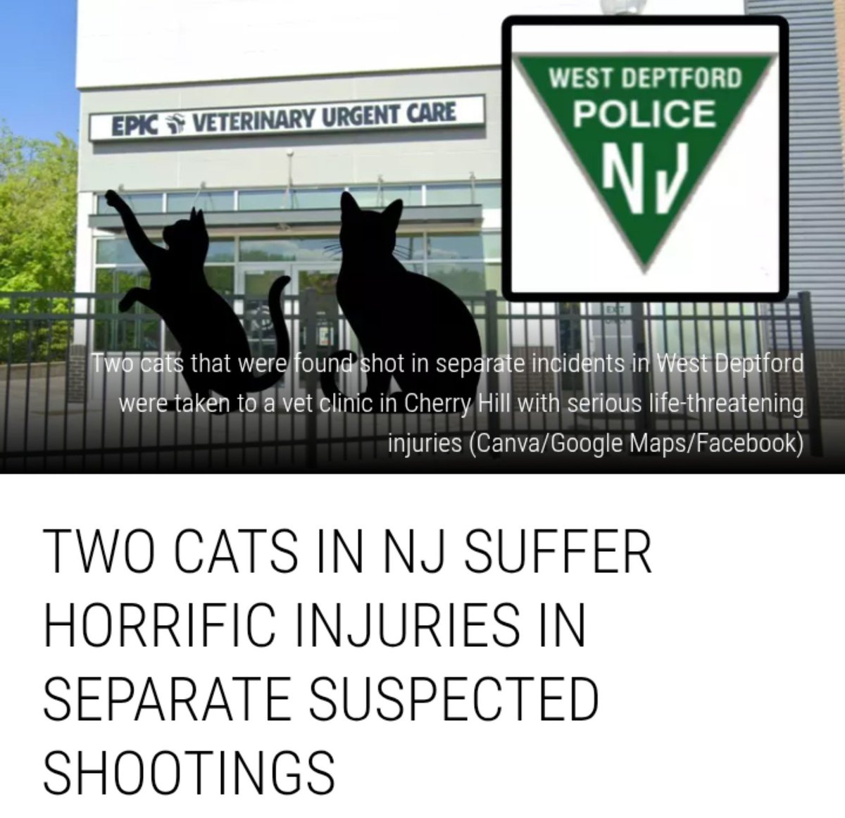 wakeupnj's tweet photo. Who would do this to these poor cats? 😢

Two outdoor cats 🐈 in West Deptford, NJ were shot in separate incidents. Injuries match a small-caliber firearm or pellet gun. One needed a leg amputated, the other lost an eye. Both are recovering at home
https://t.co/FvhO6OScRV https://t.co/9ZTcFfYRVj