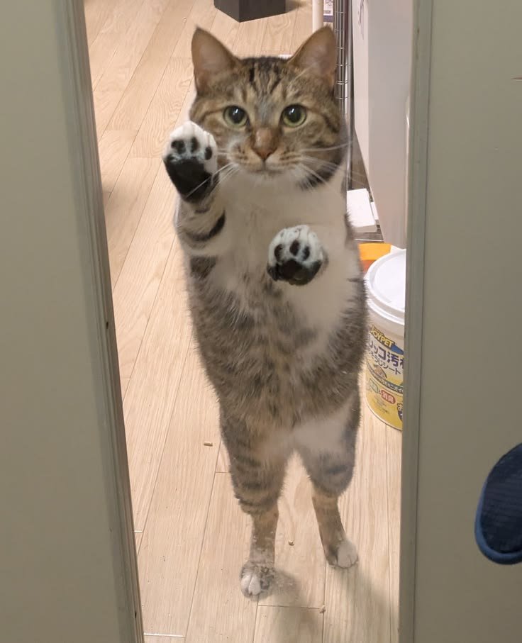 nocontextscats's tweet photo. Open the door!!! https://t.co/kS55CtItDh