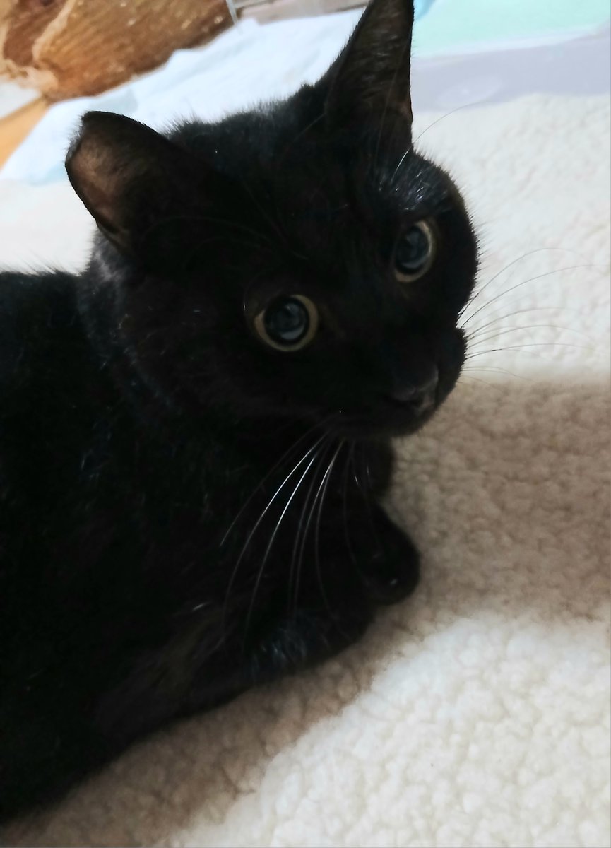 anastachew's tweet photo. #黒猫の日    
ということなら
久々に
ライカを
皆様の大事な黒猫さんが
永遠にしあわせでありますように🍀 https://t.co/XriwScOmsY