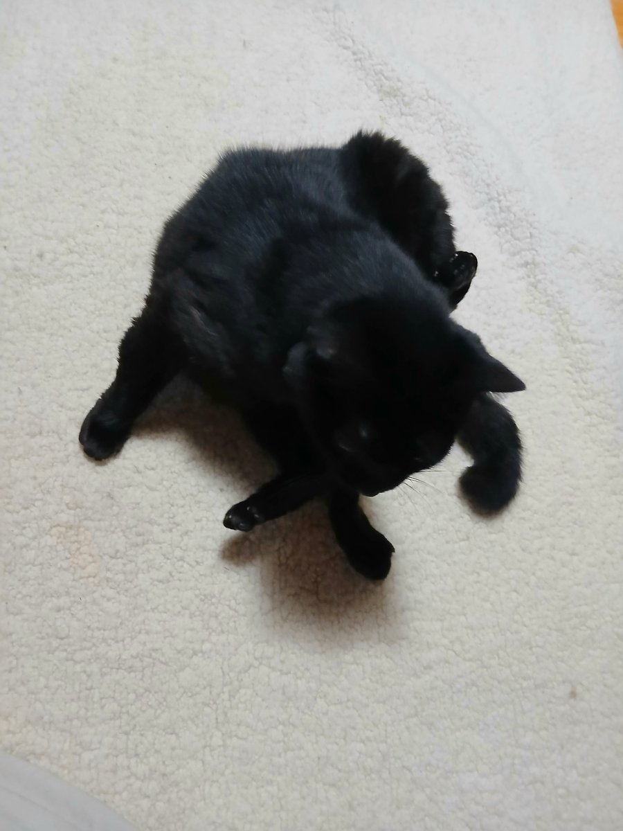 anastachew's tweet photo. #黒猫の日    
ということなら
久々に
ライカを
皆様の大事な黒猫さんが
永遠にしあわせでありますように🍀 https://t.co/XriwScOmsY
