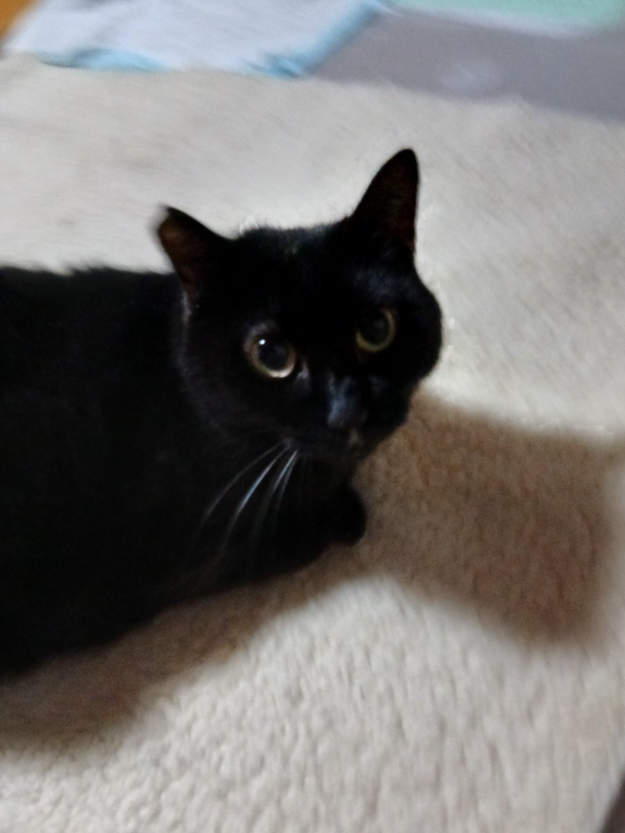 anastachew's tweet photo. #黒猫の日    
ということなら
久々に
ライカを
皆様の大事な黒猫さんが
永遠にしあわせでありますように🍀 https://t.co/XriwScOmsY