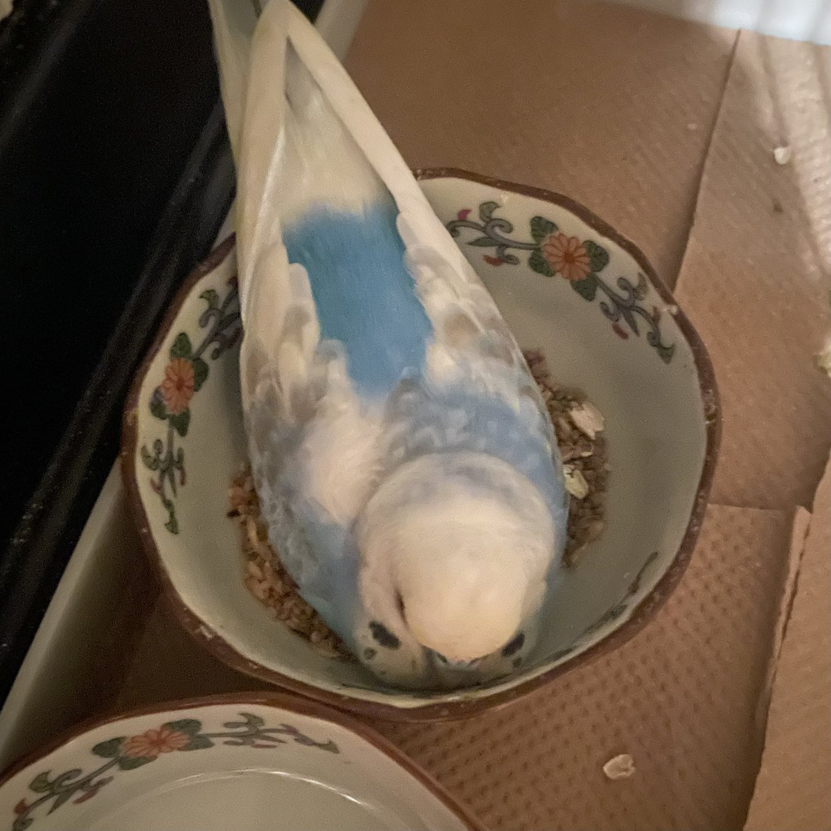 44Baybird's tweet photo. ハクが餌が入ってるお皿の中で寝てる🥹 https://t.co/UcWCY0NnPf
