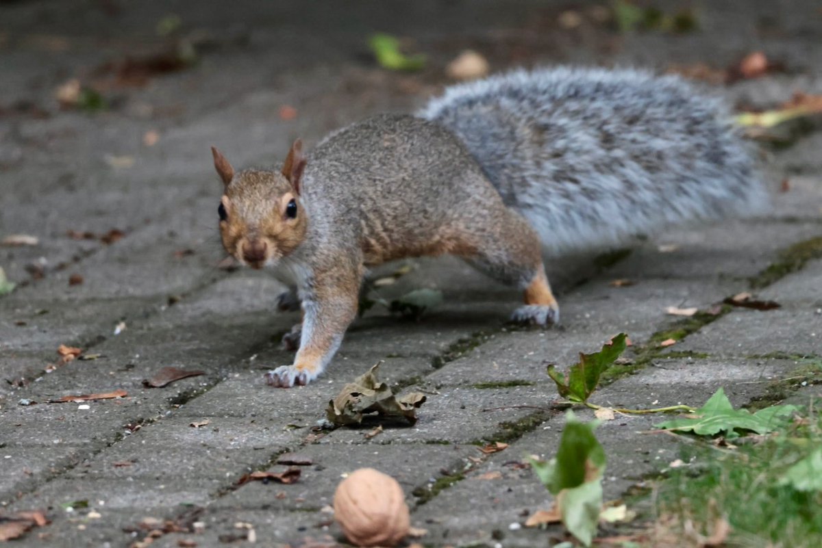 sciuridaely's tweet photo. It’s going to be a great #Sciuridae for nut gathering!
On #Sciuridae, if you want something, pretend it doesn't really interest you . . .
Every day is #Sciuridae!
#fightlikeasquirrel #SquirrelStrong 🐿️💪 #SaveGreySquirrelUK #SquirrelScrolling #squirrel #Eichhörnchen https://t.co/HgI18THu7o