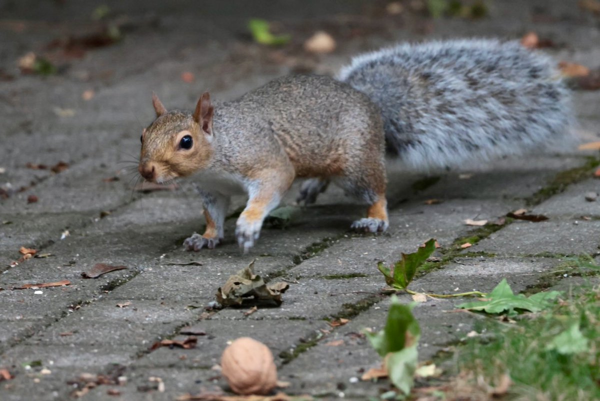 sciuridaely's tweet photo. It’s going to be a great #Sciuridae for nut gathering!
On #Sciuridae, if you want something, pretend it doesn't really interest you . . .
Every day is #Sciuridae!
#fightlikeasquirrel #SquirrelStrong 🐿️💪 #SaveGreySquirrelUK #SquirrelScrolling #squirrel #Eichhörnchen https://t.co/HgI18THu7o