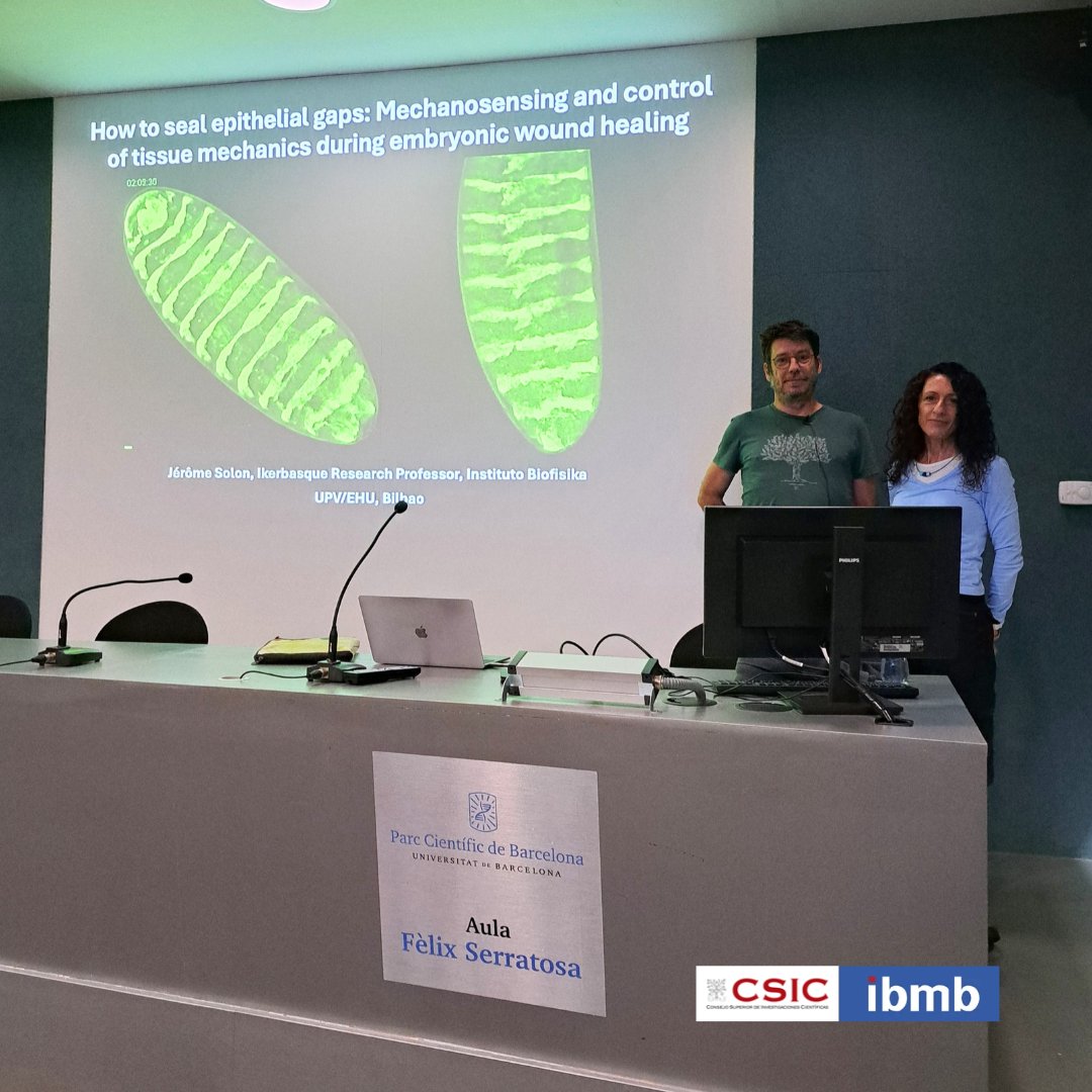 IBMB_CSIC's tweet photo. Thanks Jérôme Solon (@BasqueFor) for the seminar on tissue mechanics, hosted by @LlimargasLab !

He explored EPITHELIAL SEALING in development &amp; repair through a physicist’s lens: tissue mechanics, mechanosensing, calcium signaling, actin &amp; myosin forces, adhesion, and stiffness. https://t.co/4CJtIVzXQ0