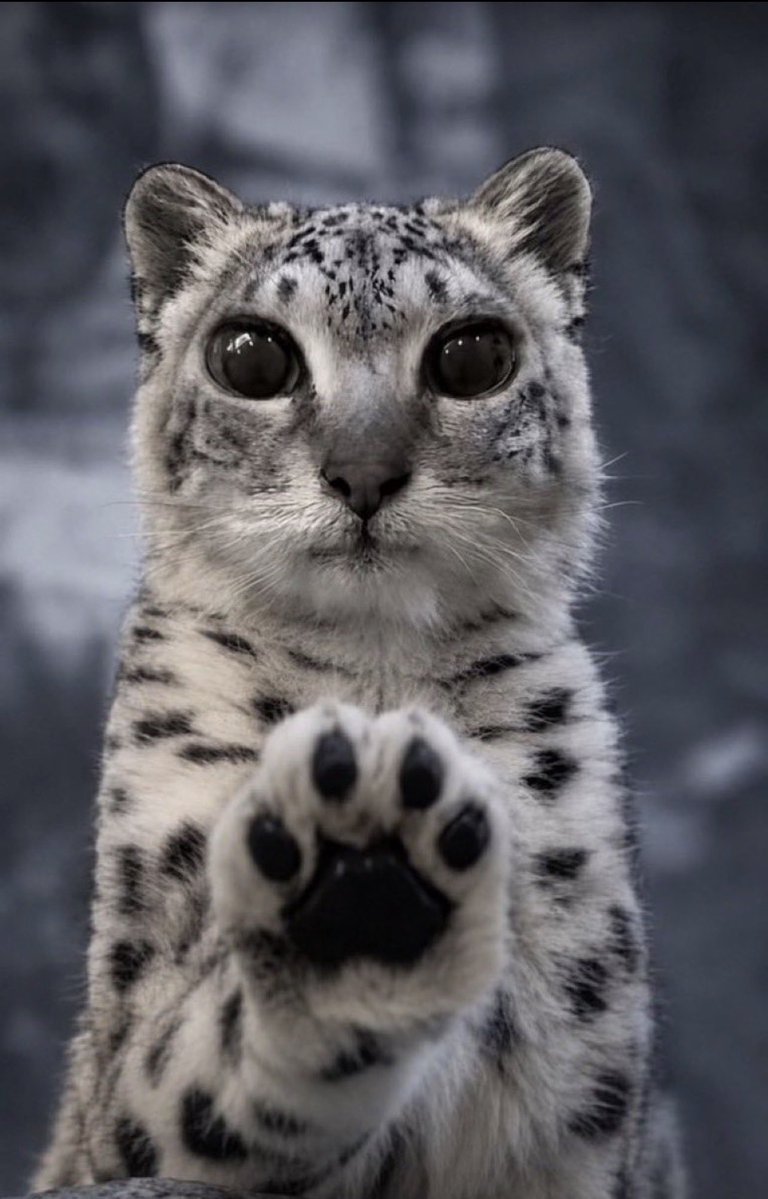 Stara_Savestarz's tweet photo. *paws at you* Help
*paws at you* my tl is filled with this
*paws at you* how do i make it stop 
*paws at you* pls https://t.co/hNyTFoobQN