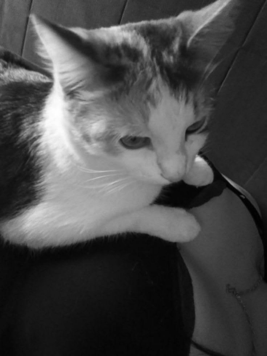 nastysecxie's tweet photo. 😼😼 https://t.co/pjlVABEn7P