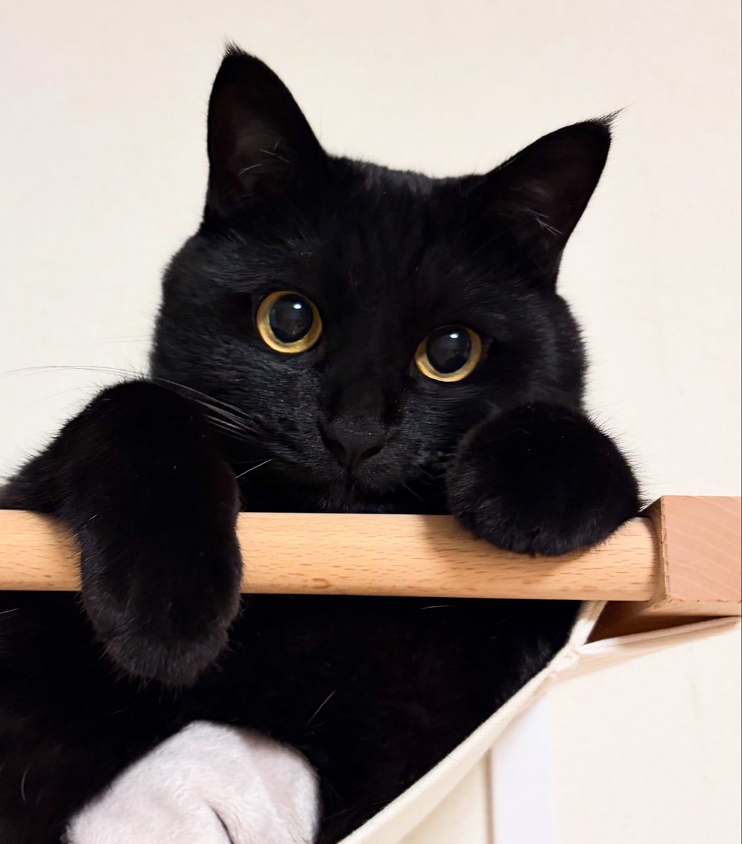 uni_kuroneko's tweet photo. 今日はぼくの日らしいにゃ。

#黒猫の日 https://t.co/ygmBLJGLVB