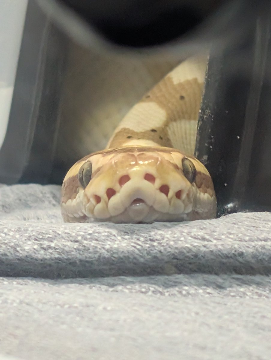 velocy_snaking's tweet photo. 892日目
暇を持て余したフレンチ王 https://t.co/mt7BRRXffY