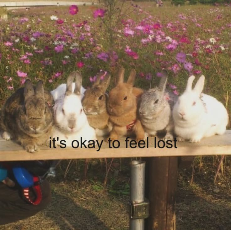 leporinecore's tweet photo. #bunnycore #hopecore https://t.co/duNwcnF2fo