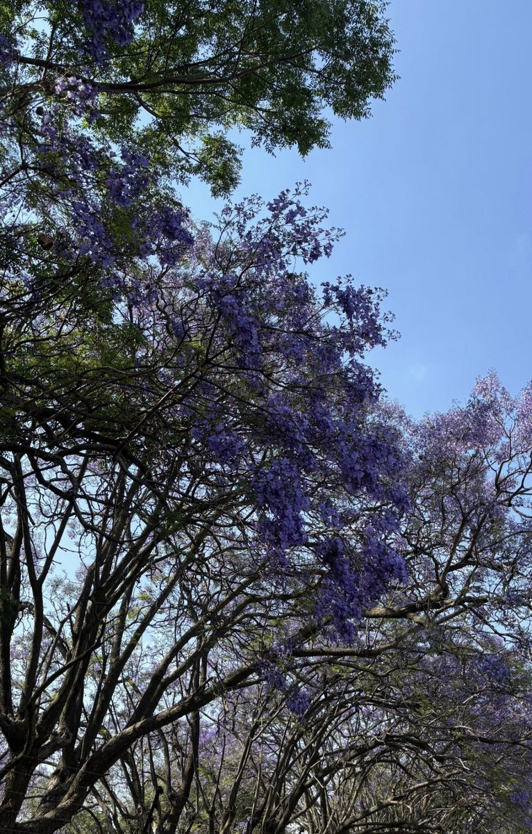Nceshet's tweet photo. @jacarandafm @jacarandafm 
#JacarandasEverywhere https://t.co/kByFc7mKdN