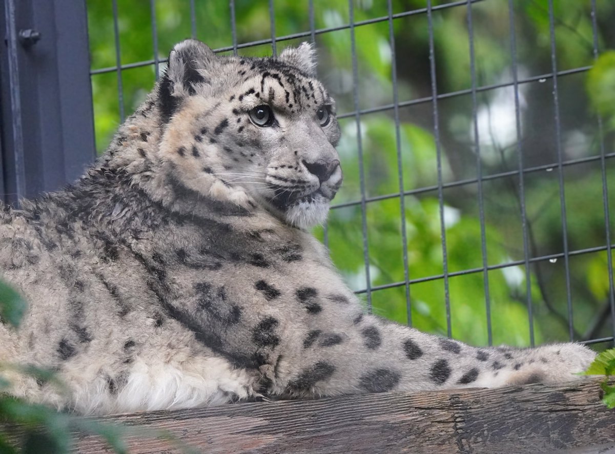 bigcatslover17's tweet photo. ほんわか可愛い丸顔のシジムさん
#円山動物園　
#ユキヒョウ
#シジム
#snowleopard https://t.co/IqXKIlusFk