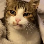 Photo by Missing Animaux 81 (@MissingTarn81)