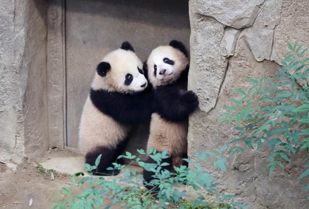 kate68_102's tweet photo. 🐼 The first time the four "princesses" of the Bao family stepped out into the garden with their Aibao Mom

  🌱Fubao: Jan 4, 2021 
  🌱Ruibao &amp; Huibao: Jan 4, 2024
  🌱Shubao: Oct 27, 2026 
▶️ Officially scheduled for Oct 30, 2026 https://t.co/nCHlWrLWVt