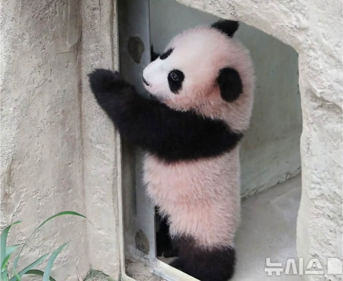 kate68_102's tweet photo. 🐼 The first time the four "princesses" of the Bao family stepped out into the garden with their Aibao Mom

  🌱Fubao: Jan 4, 2021 
  🌱Ruibao &amp; Huibao: Jan 4, 2024
  🌱Shubao: Oct 27, 2026 
▶️ Officially scheduled for Oct 30, 2026 https://t.co/nCHlWrLWVt