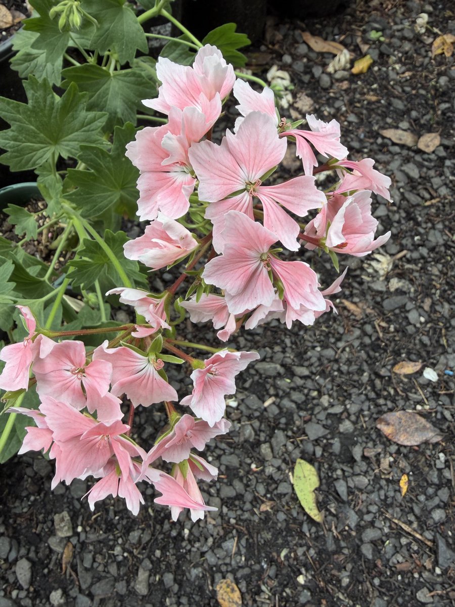 StephenGRyan's tweet photo. Stella Pelargoniums bred by Marjorie Edwards in Bendigo. #asatours #abcradio #mtmacedon #dicksoniarareplants planttrust#thehorticulturalists


 https://t.co/yNeMWWRraH