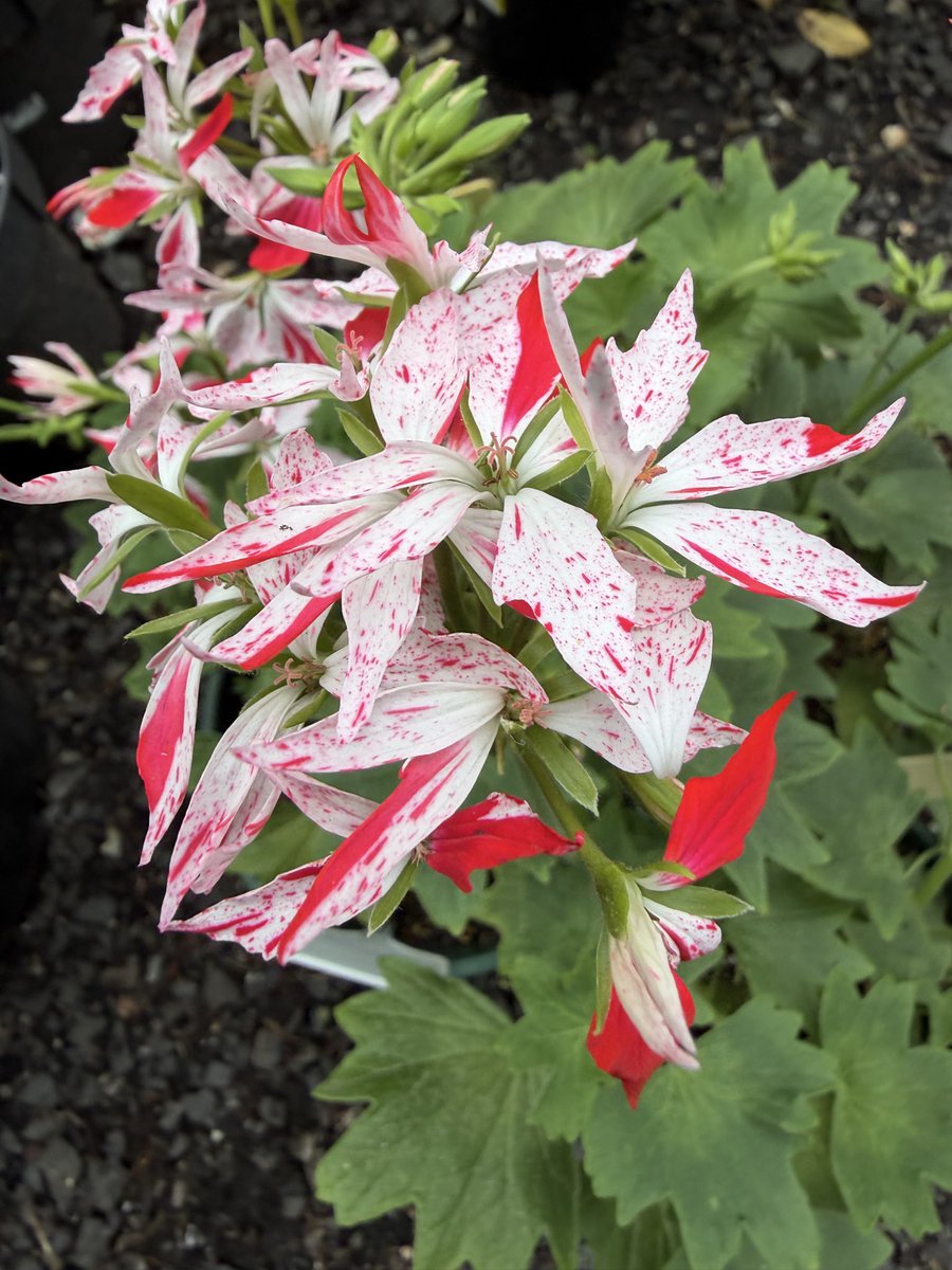 StephenGRyan's tweet photo. Stella Pelargoniums bred by Marjorie Edwards in Bendigo. #asatours #abcradio #mtmacedon #dicksoniarareplants planttrust#thehorticulturalists


 https://t.co/yNeMWWRraH