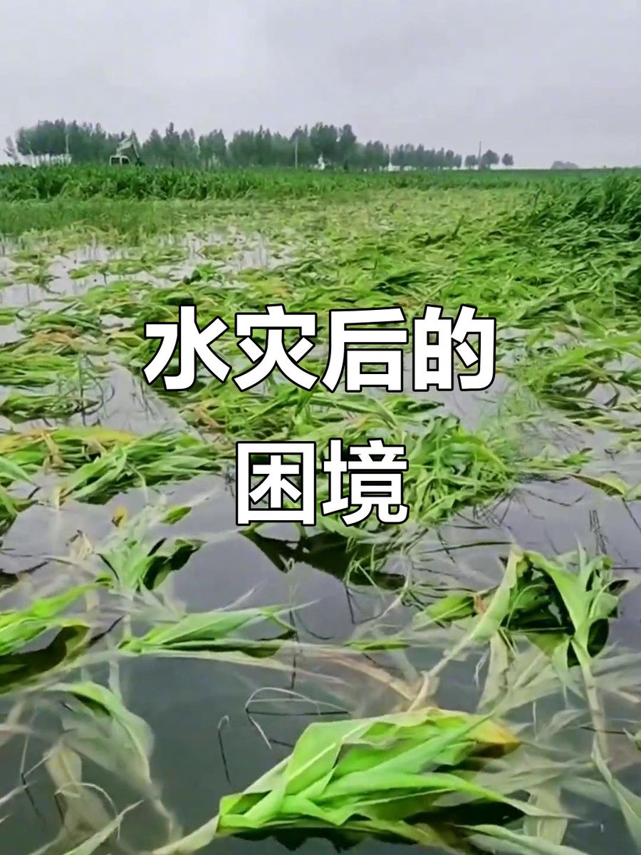 jv7nJdIM6861rJz's tweet photo. [雨が多すぎて畑が水浸しになり、収穫時にはネズミも畑にあふれ、規格外の作物ばかりだ]， https://t.co/uhY8AVXHPO