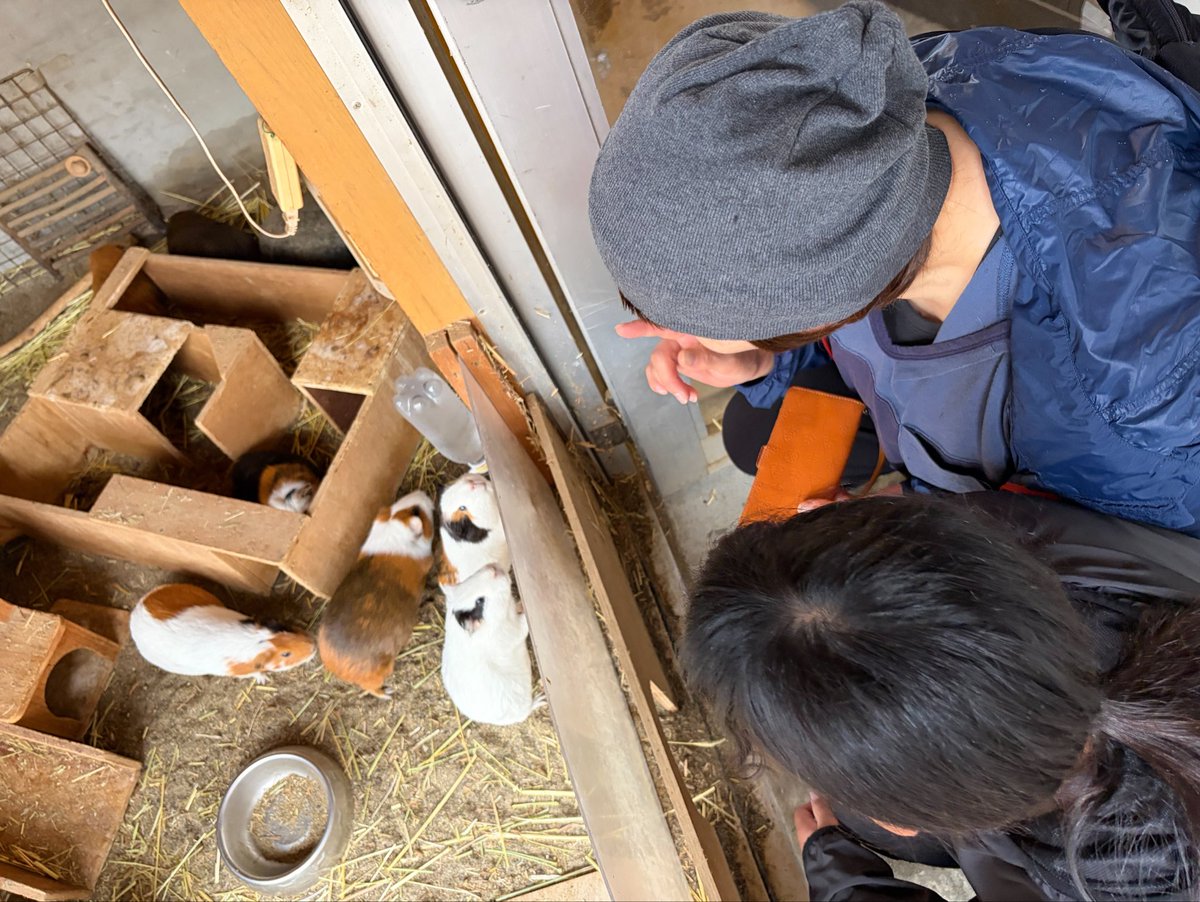 iidazoo's tweet photo. 雨の一日☔来園者さんがモルモットたちに会いに来てくれました✨

ちょうど作業中だったので、扉を開けてじっくり観覧してもらっていたところ、モルモットたちが近づいてきてくれました！

#飯田市立動物園
#モルモット
#くらし改善よっといな https://t.co/EziG55cUXl