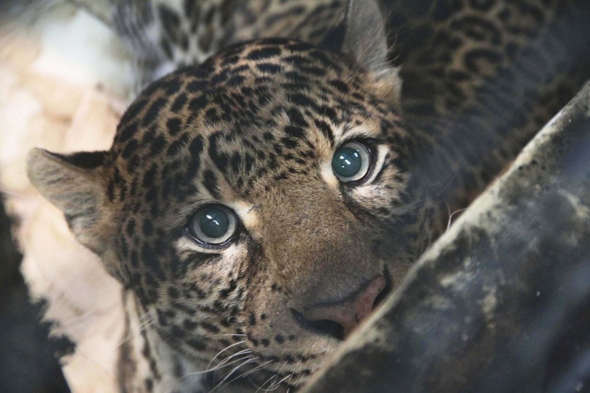 MongabayID's tweet photo. Keberadaan sang predator puncak terakhir Pulau Jawa, macan tutul jawa (Panthera pardus melas), kembali terkonfirmasi di Cagar Alam (CA) Nusakambangan Barat, Kabupaten Cilacap! https://t.co/mQkYjnjAlY