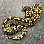 Photo by δ7Ballpython (@Delta7BP)
