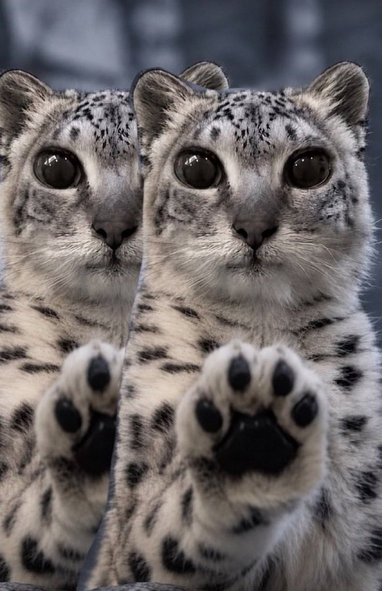 knowingyuu's tweet photo. mitosis https://t.co/AH2ldDyXiq