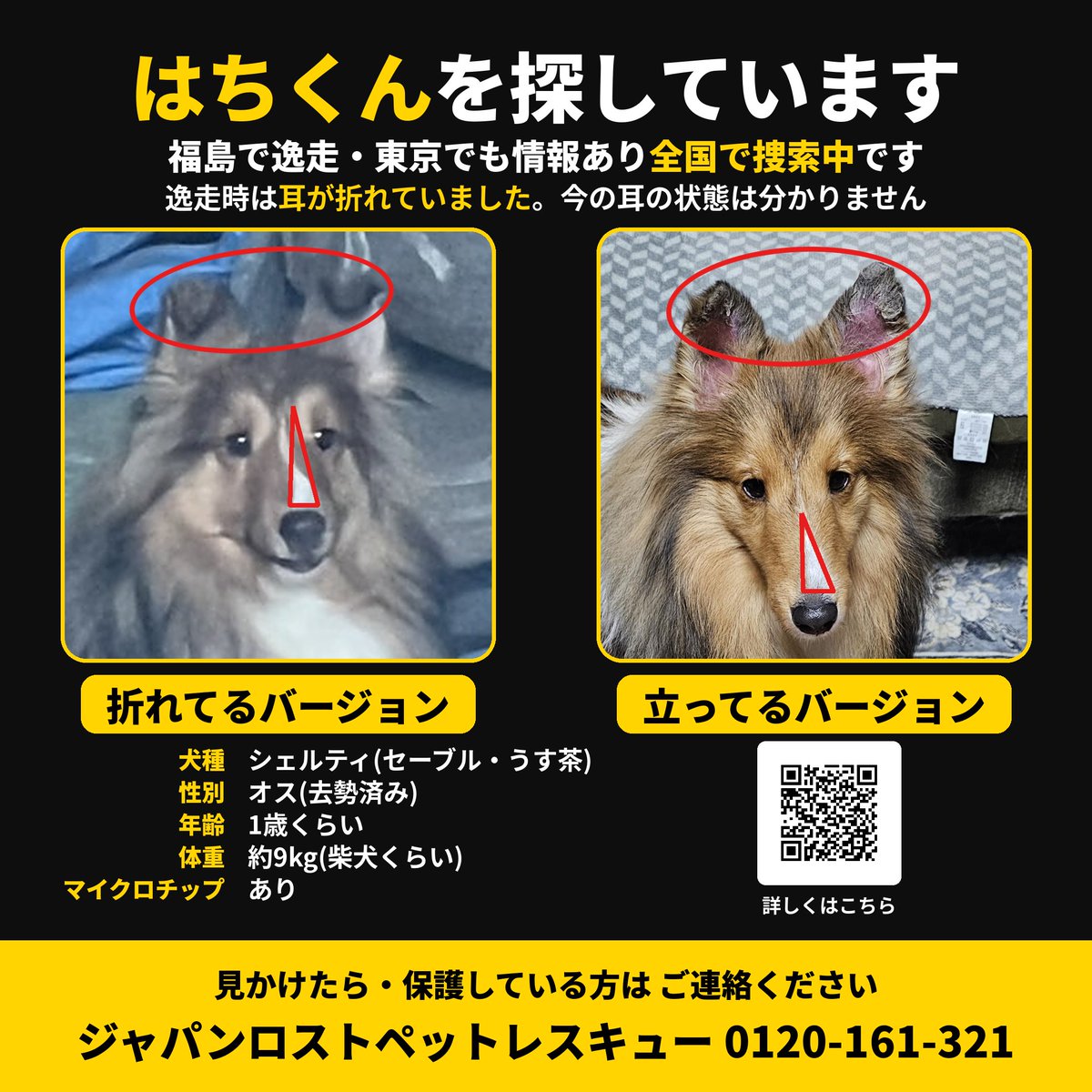 otoallyhachi's tweet photo. はちくんを探しています
福島で逸走、東京でも情報あり。全国で捜索中
シェルティ(うす茶)・オス・1歳・約9kg・マイクロチップあり
逸走時は耳が折れていました(今は不明)
詳細はポスターのQRコードから
拡散お願いします🙏
#迷い犬 #シェルティ #拡散希望　#保護犬 https://t.co/yYIF5viqr6