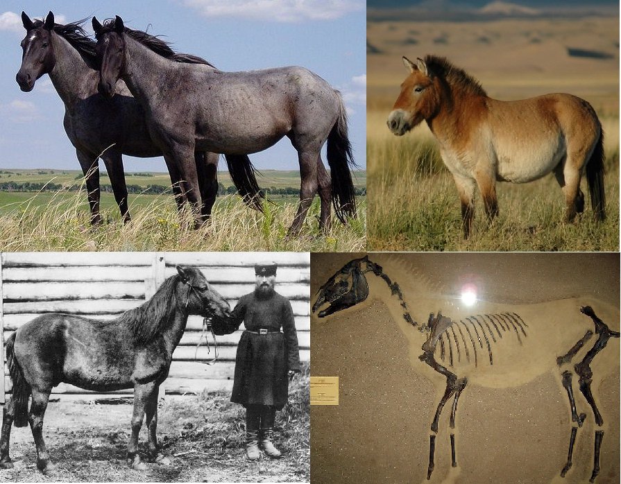 ObserverR13's tweet photo. @kaede_q440 I think the story presented by the scenario is an imperfect reference to how humans and horses in particular were initially divergent. Later domestication brought both of us together.  
(Below are photos of "wild horses". Still cute, don't you think? Wwwww) https://t.co/rVKsZN3se9