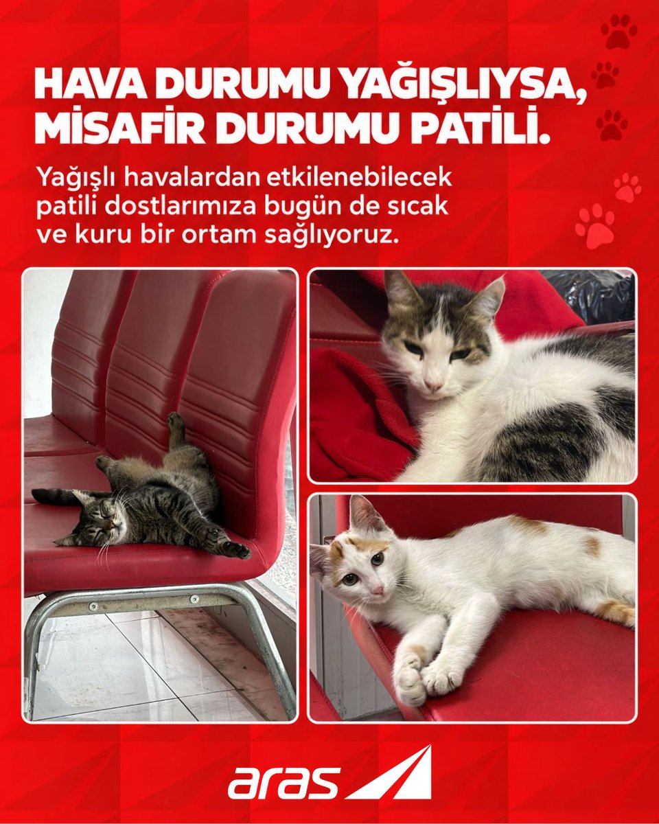 araskargo's tweet photo. Bugün de patili dostlarımız için kapımız açık. 🐾

Yağıştan korunacak bir yer arayan sokak hayvanlarını, çalışma saatlerimiz boyunca kendi güvenliğinizi riske atmadan İstanbul ve çevresindeki şubelerimize ulaştırabilirsiniz.  

#ArasKargo https://t.co/RQaiHvooLh