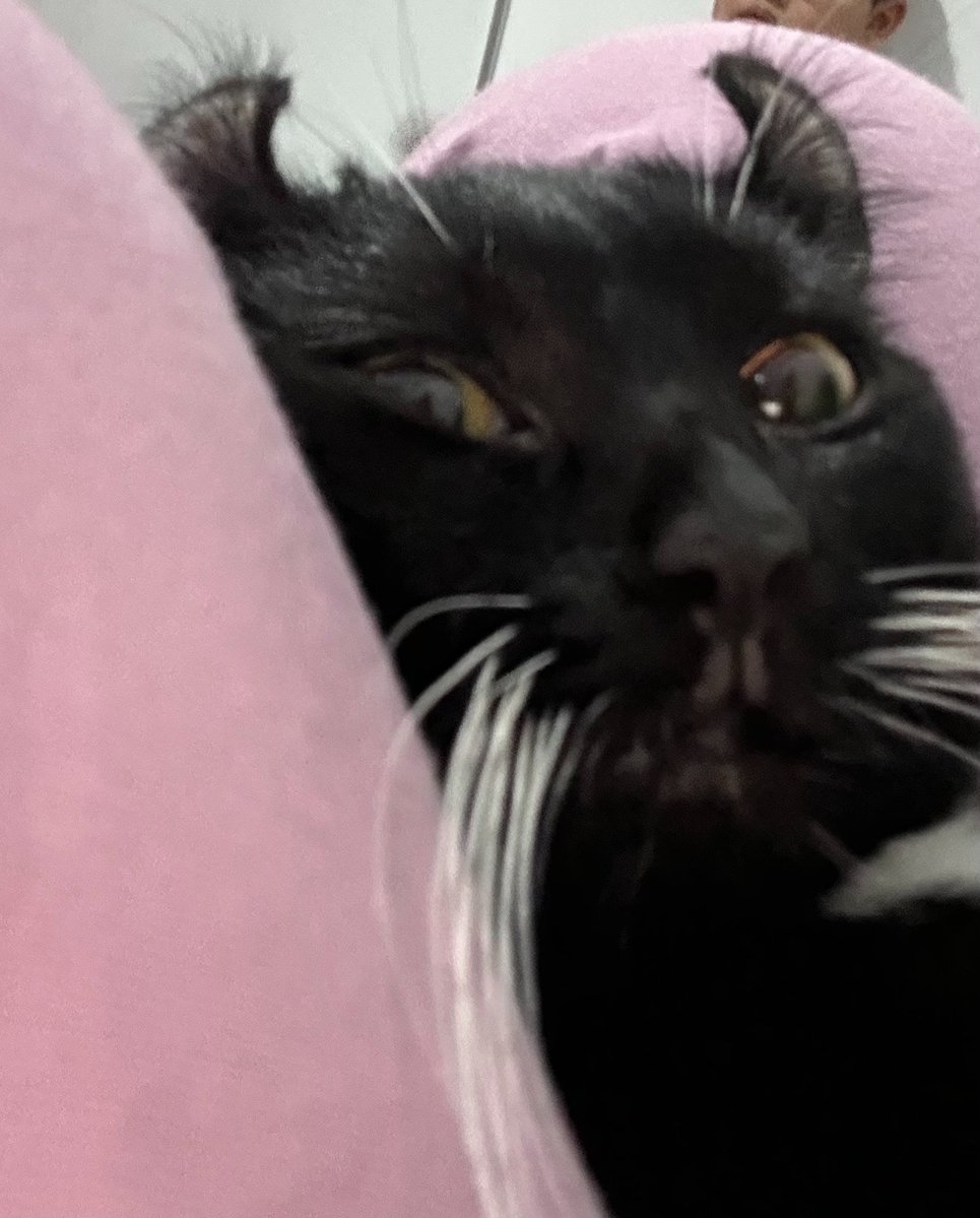 2pttp's tweet photo. selamat hari kucing hitam 🐈‍⬛🫠🖤 paling gak suka di ajak foto, jadi fotonya kalo dia lagi nempel aja wkwk si clingy kichiro <3 https://t.co/M9HZ2UbHVq