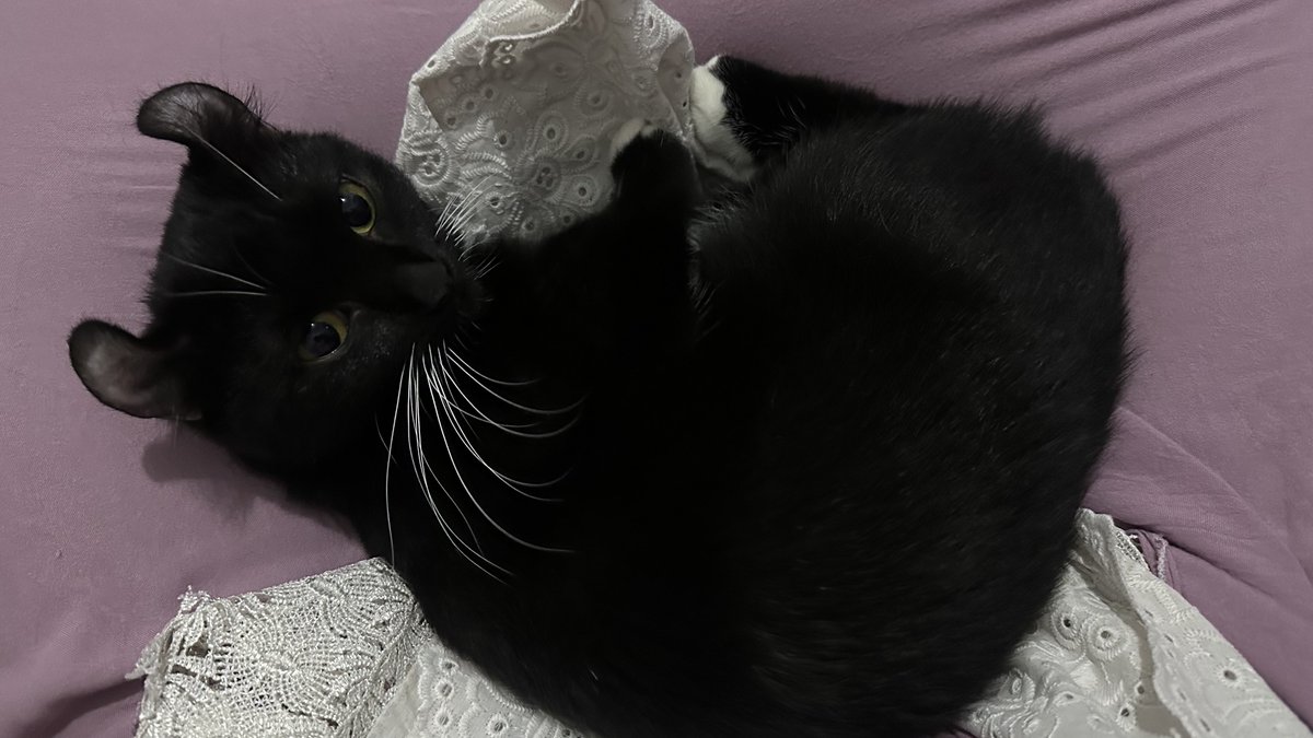 2pttp's tweet photo. selamat hari kucing hitam 🐈‍⬛🫠🖤 paling gak suka di ajak foto, jadi fotonya kalo dia lagi nempel aja wkwk si clingy kichiro <3 https://t.co/M9HZ2UbHVq