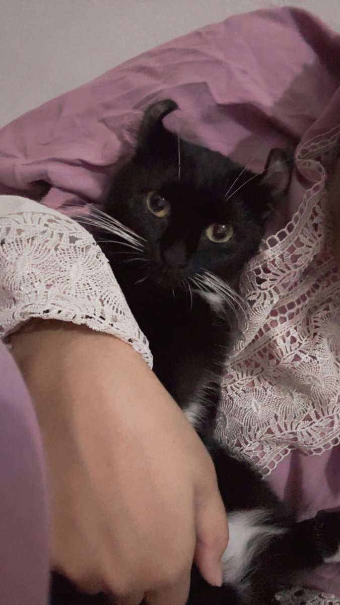 2pttp's tweet photo. selamat hari kucing hitam 🐈‍⬛🫠🖤 paling gak suka di ajak foto, jadi fotonya kalo dia lagi nempel aja wkwk si clingy kichiro <3 https://t.co/M9HZ2UbHVq
