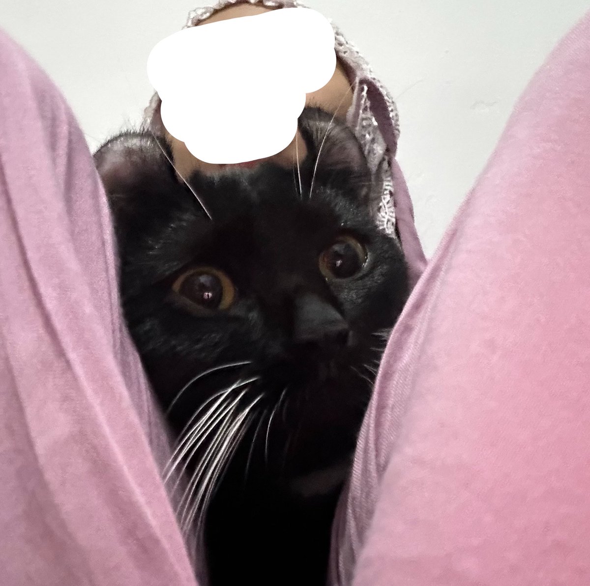 2pttp's tweet photo. selamat hari kucing hitam 🐈‍⬛🫠🖤 paling gak suka di ajak foto, jadi fotonya kalo dia lagi nempel aja wkwk si clingy kichiro <3 https://t.co/M9HZ2UbHVq